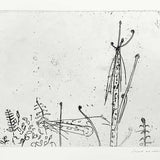 Regenerating ferns I (state II)  JM252  1970