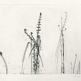 Regenerating ferns II (state III)  JM253  1973