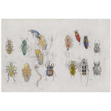 101 Insect Life Stories No.40: Coleoptera 2017