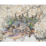 The Bilby returns - Great Sandy Desert 2024