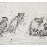 Lustful bettongs returning to Watikinpirri – Newhaven I 2024