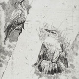 Tree-creepers of the Banyena River 2023-24