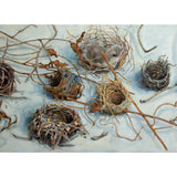 Habitat 126 - eight nests 2025