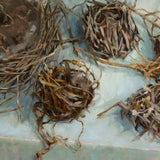 Habitat 120 - five nests 2024