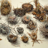 Habitat 134 - twenty-one nests 2025