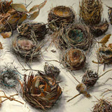 Habitat 135 - twenty-four nests 2025