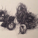 Cluster of six nests 2017