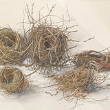 Five nests - habitat 102 2020