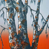 Leopardwood tree 2022