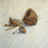 Habitat 122 - Three nests 2024