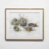 Five nests - habitat 102 2020