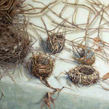 Habitat 118 - six nests 2025