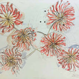 Firewheel flowers 2011